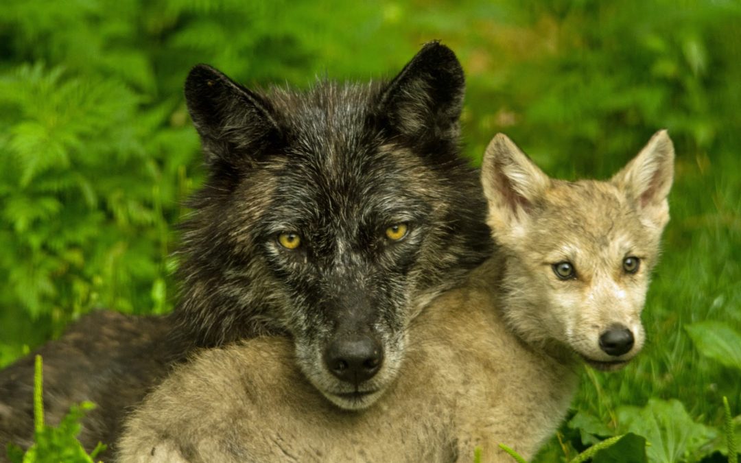 Howl at the Moon