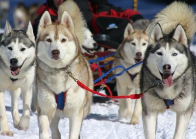 the dogs are ready to start running