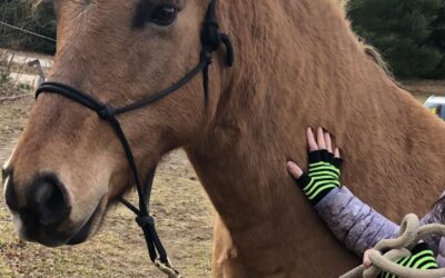 Pony time & trail rides…