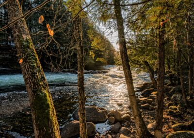 River through the Trees