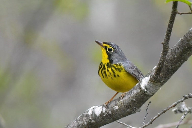 Birding in the Haliburton Highlands