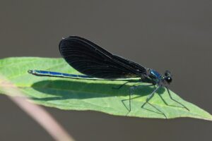 Jewelwing on a leaf