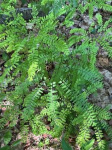 Ground flora