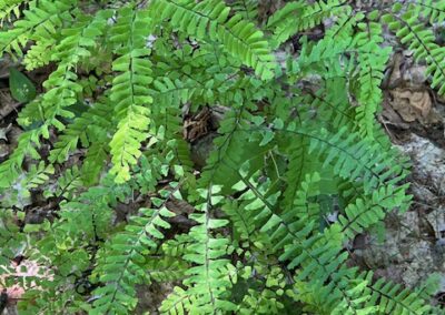 ground flora
