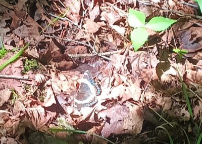 Morning Cloak hidden in the leaven on the ground