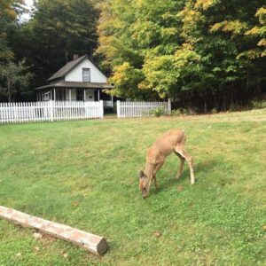 deer in front of the museum building